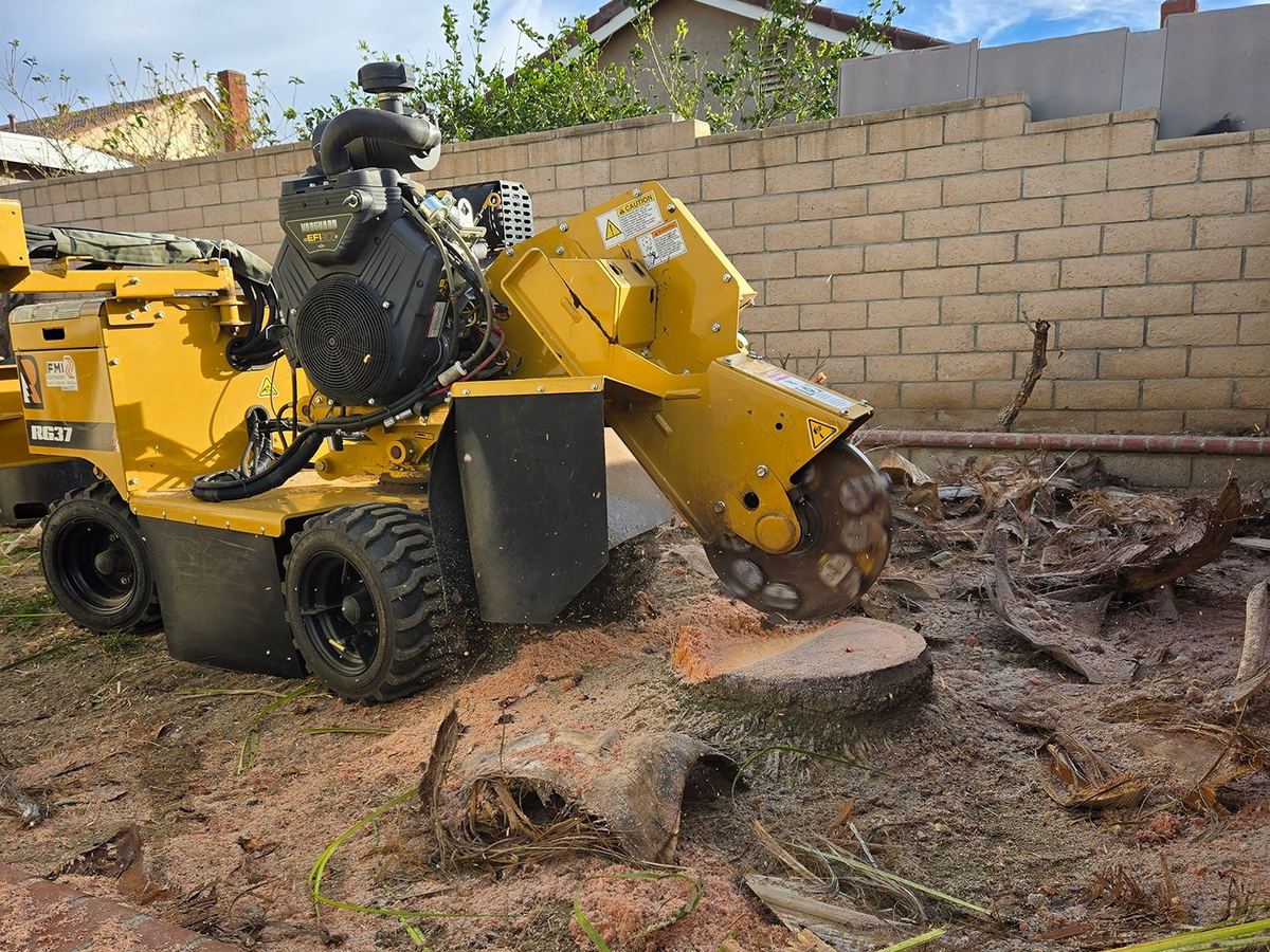 His stump grinder at work in a backyard, palm fronds on the ground